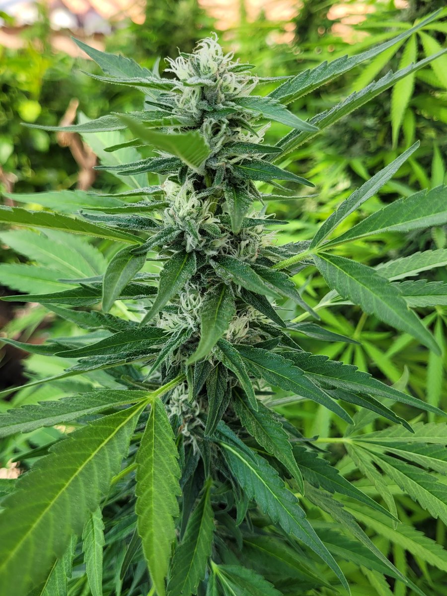 ProXL_Spain's tweet image. Fertilizantes de floración de alta calidad. Dos componentes forman un único producto.
#BloomA #BloomB 
Apto para cultivos de hidroponía y cultivos con CO2.
#ProXL #HorticulturaProfesional