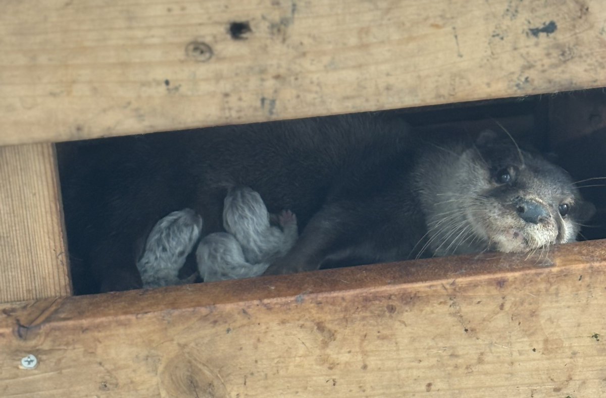 お知らせ】 9月14日にコツメカワウソの赤ちゃんが生まれました
