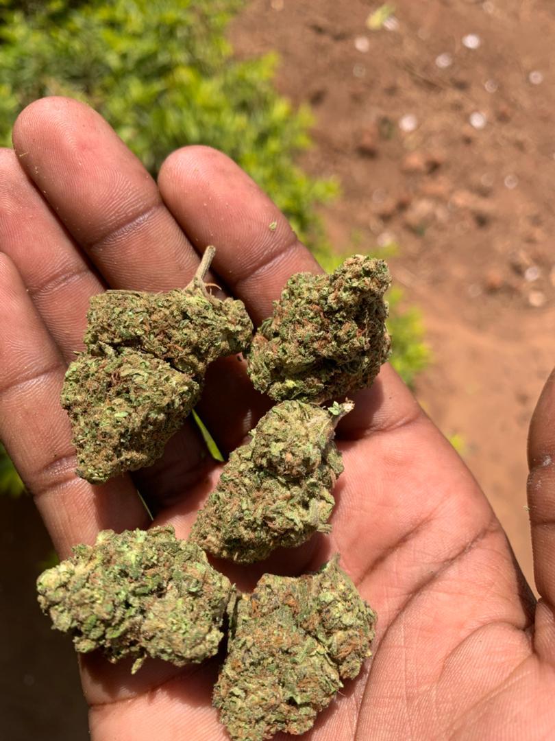 msiska_bright's tweet photo. OG KUSH 3000/G
Purple Haze 2500/G https://t.co/jyyUGjAkRp