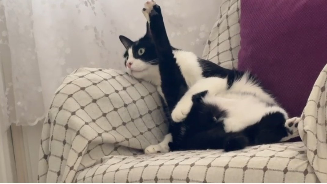 <a href="/browserpplub/">Anıl Doğan</a> Aslan Parçası❤️  #Mars
#kedi #Cats