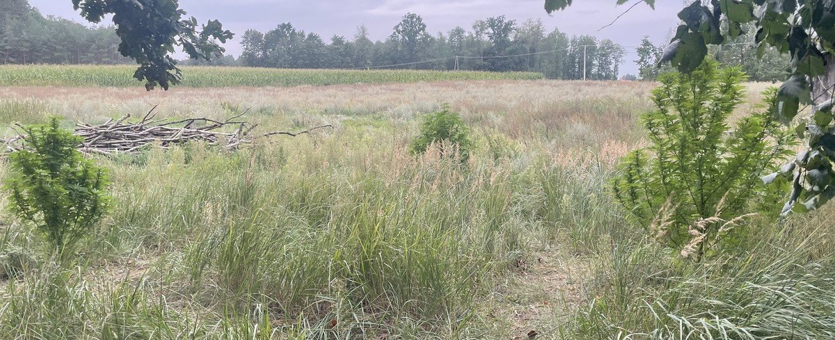 Kolejny sukces policji z podlaskiego.

Za stodołą posadził trzy krzewy konopi, teraz 32-latkowi grożą trzy lata więzienia.

"Kryminalni z Augustowa, podejrzewając mężczyznę o zakazaną hodowlę, przeszukali jego posesję. W budynkach gospodarczych niczego nie znaleźli, ale za