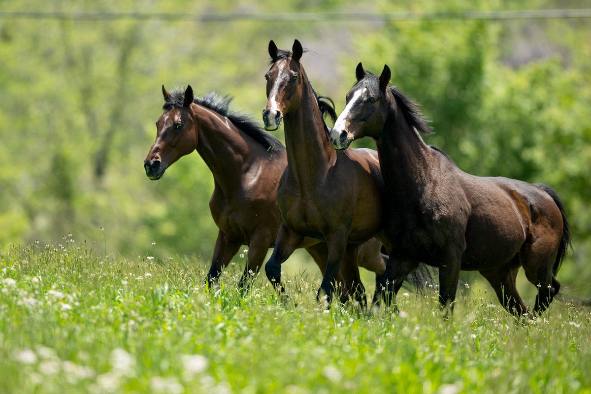 ノーザンホースパーク on X