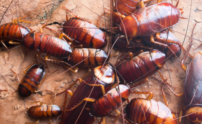 Cockroaches? We’ve Got You Covered
 These invaders don’t stand a chance. Our proven pest control methods get the job done fast.
 #CockroachRemoval #BugBusters #CleanAndSafe 🪳🧼🧯