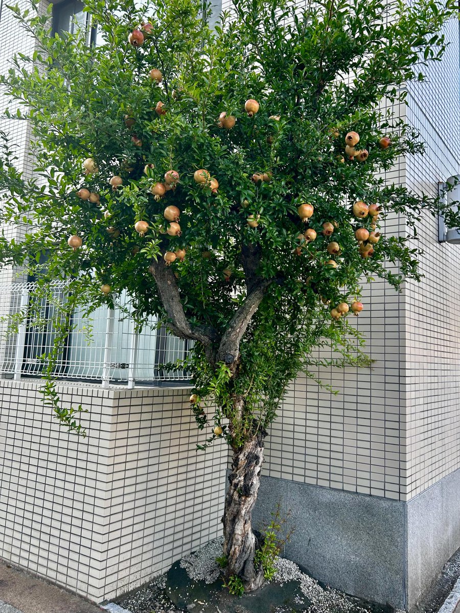 信濃町の総本部周辺ではザクロの実が色づき始めました🌴　秋の訪れを感じさせてくれます✨