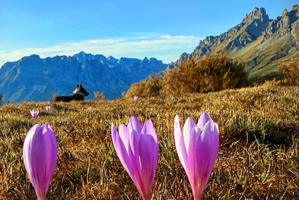 Los días se hacen cada vez más cortos y la noche gana terreno al día,  pero la belleza de Valdeón aumenta con cada paso que damos hacia el otoño. 

¿Vienes a desubrirlo?

📸 S. Gonzalo 

#DescubreValdeon #PicosdeEuropa #Leonesp