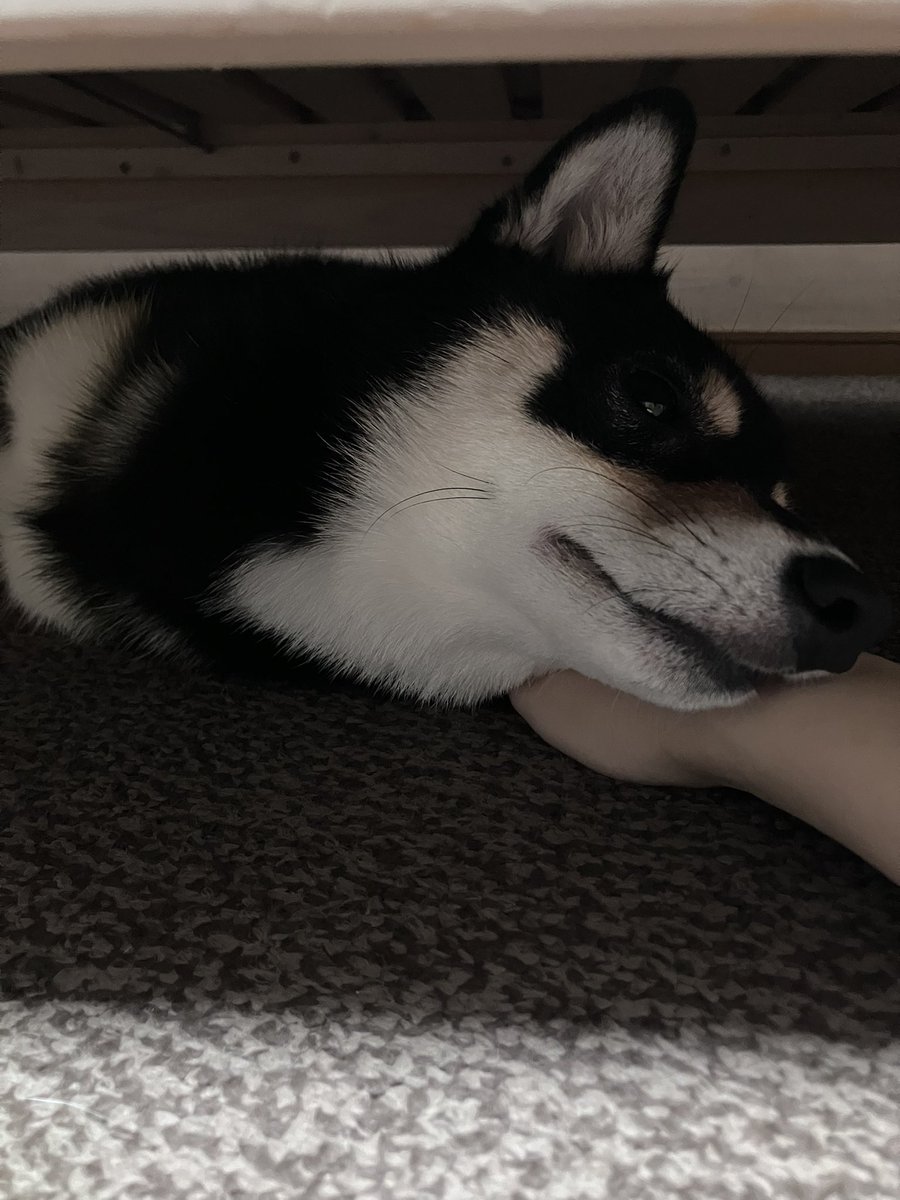 テ枕
#豆柴　#小豆柴　#黒豆柴　#黒柴　#柴犬　#しばいぬ　#しば　#まめしば