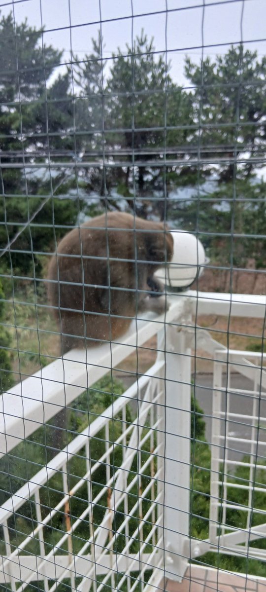 ArtyCapri's tweet photo. 野生の猿が毛繕いしてましたわww
ここまで接近しても気付かないもんなんだねぇ https://t.co/HIUCpRe7w1