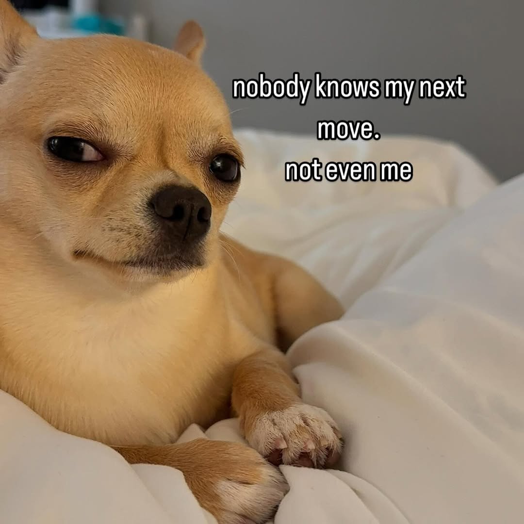 Chihuahua ($HUAHUA) (@chihuahuachain) on Twitter photo 