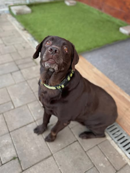 yolandaschultes's tweet photo. Die arme Hündin hat nichts falsch gemacht, sie ist einfach nur alt geworden 🥲😡
Zu Hause gesucht!
Kopie von Hundepfoten Saar Pfalz e.V.
Kurkuma ist eine 10 jährige, kastrierte Labrador-Mischlingshündin.
10 Jahre lang war Kurkuma ein vollwertiges Mitglied einer Familie. Nun ist sie „alt“ und wurde herzlos im Tierheim abgegeben.
Kurkuma ist ein typischer, glücklicher Labrador mit dem Herzen am rechten Fleck. Sie liebt einfach alles und jeden und wurde vom Vorbesitzer gut erzogen.
Sie kann gut an der Leine laufen, hält ihren Platz sauber und liebt es zu kuscheln.
Mit anderen Hunden kommt Kurkuma gut zurecht.
Für Kurkuma suchen wir eine tolle Familie, die Kurkuma zu schätzen und zu lieben weiß.
Eine Aussage über eine mögliche Katzenverträglichkeit können wir nicht machen, da in diesem Shelter keine Katzen leben.
Darf Kurkuma ein vollwertiges Familienmitglied bei Ihnen sein?
Mehr Informationen und Bilder unter:
Lokaler Verein · Tiere
Zum Roppertsborn 42B, Marpingen, Germany
+49 1578 3419627
info@hundepfoten-saarpfalz.de
