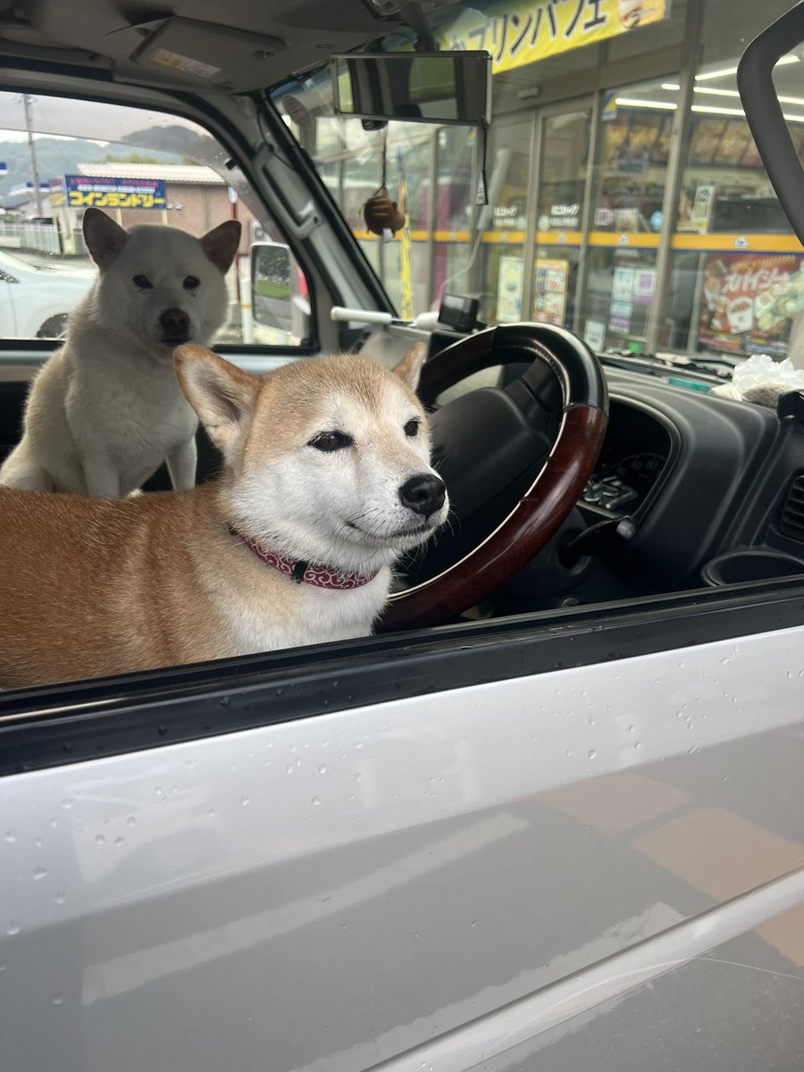 柴犬みかんQちゃん父ちゃん tweet media