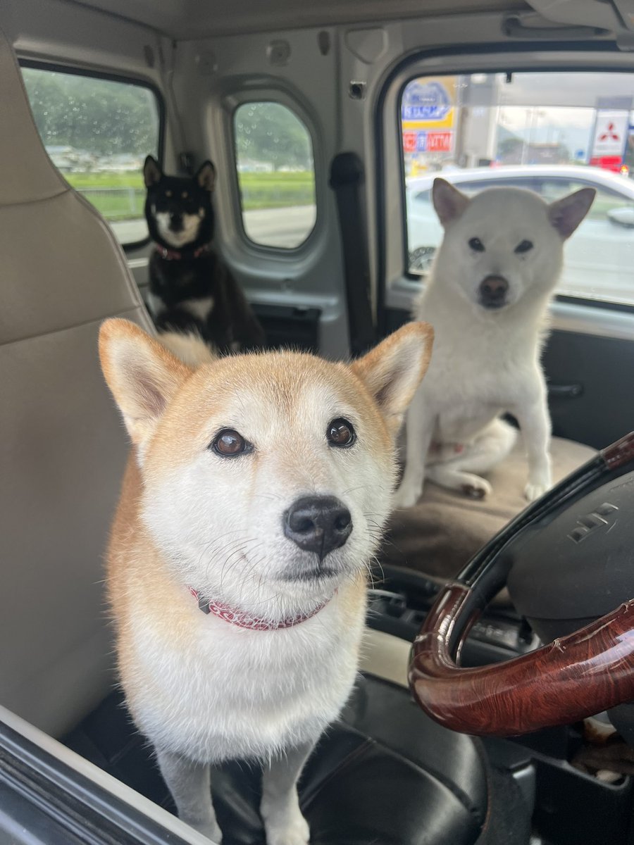 柴犬みかんQちゃん父ちゃん tweet media