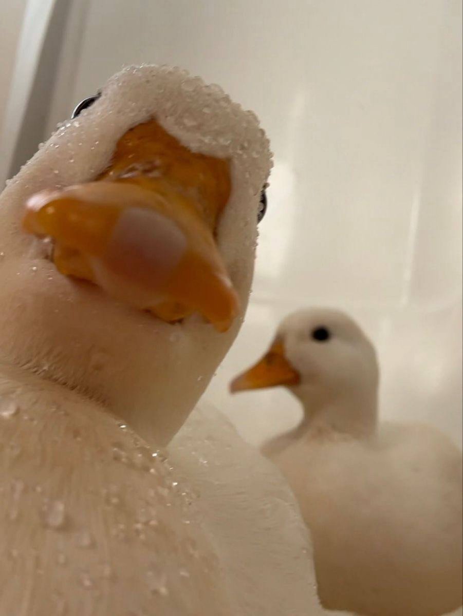TheAdamuKarima's tweet photo. Gm 
gQuack gElsa https://t.co/X6ILKgy9eL
