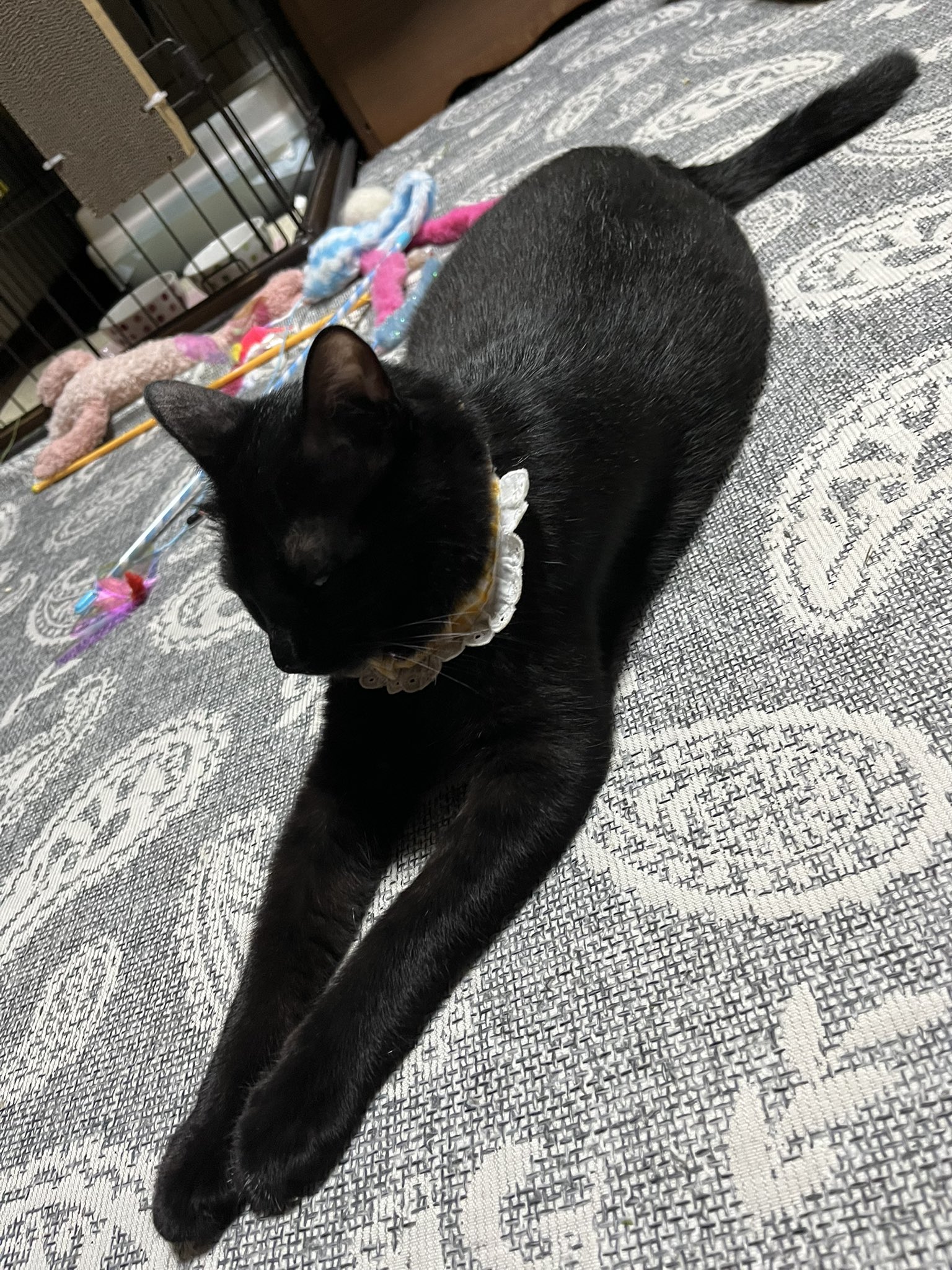 「黒猫みんと」のみ 猫島猫美 on X: 