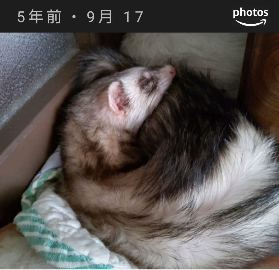 ショコたんとスカンクさん🦨ごっこした記録🥰