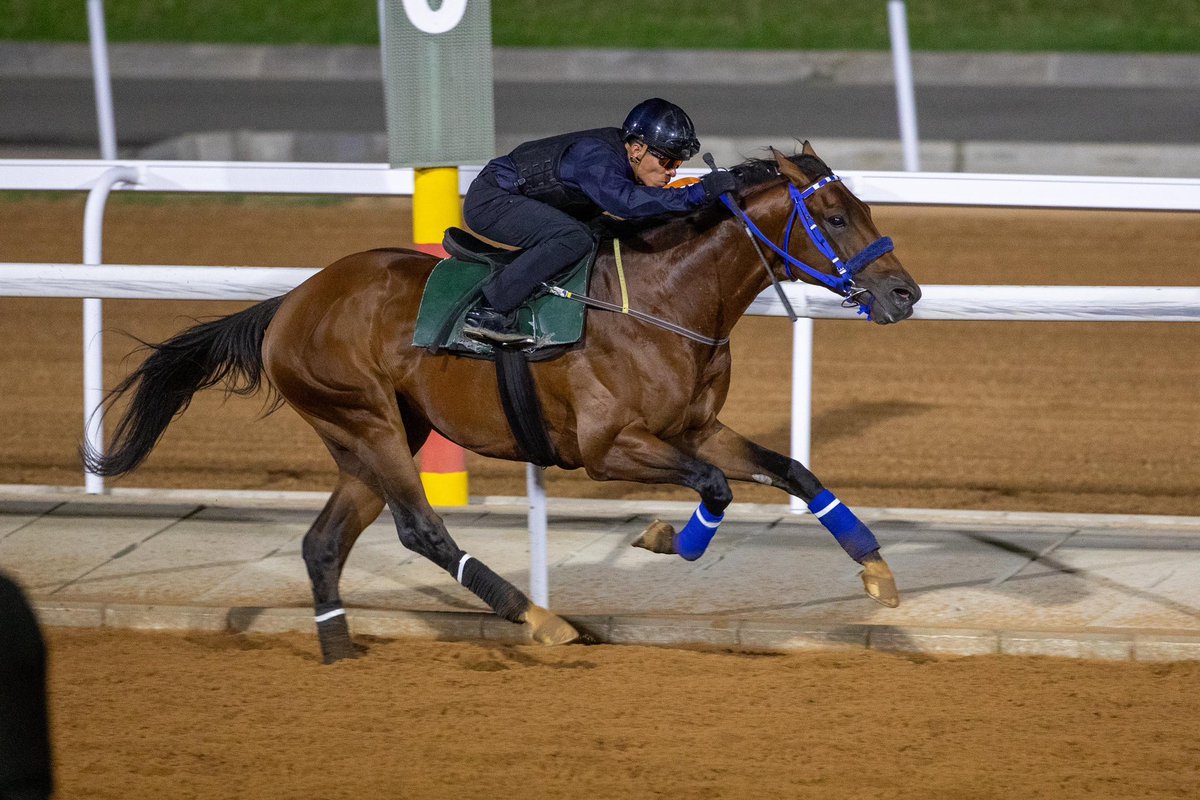 نادي سباقات الخيل (@frusiyaclub) on Twitter photo الأبطال / جاك ريد كلاود، كوزوي ✨
في تدريباتهم الصباحية، يستعدون لخوض المنافسة على لقب 
كأس اليوم الوطني، يوم السبت 🤩🏆
#نادي_سباقات_الخيل
#موسم_سباقات_الطائف الأبطال / جاك ريد كلاود، كوزوي ✨
في تدريباتهم الصباحية، يستعدون لخوض المنافسة على لقب 
كأس اليوم الوطني، يوم السبت 🤩🏆
#نادي_سباقات_الخيل
#موسم_سباقات_الطائف