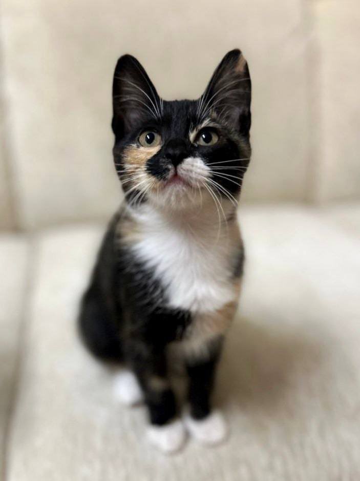 bardulya's tweet image. Мне написала волонтер фонда «Полюби бездомного котенка» с просьбой рассказать о фонде в канале

И я хочу сделать это ещё и здесь

Петербург, всех этих котят можно приютить! Они привиты и приучены к лотку

Максимальный ретвит, пожалуйста, все контакты ниже 👇