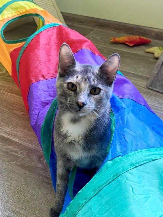 bardulya's tweet image. Мне написала волонтер фонда «Полюби бездомного котенка» с просьбой рассказать о фонде в канале

И я хочу сделать это ещё и здесь

Петербург, всех этих котят можно приютить! Они привиты и приучены к лотку

Максимальный ретвит, пожалуйста, все контакты ниже 👇