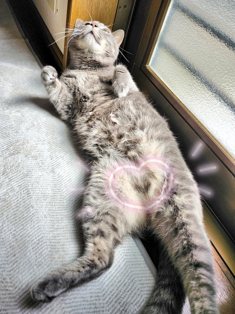 薄っすら♡ 見えてるよ〜😆

#ねこかわいいね
#猫のいる暮らし