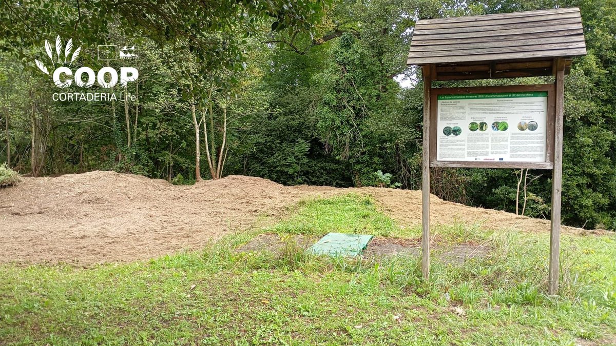 stopcortaderia's tweet image. 💪 ¿Quién reconoce esta zona?
¡Por aquí ha pasado una de las brigadas COOP ! 🙌
📸 Lo que antes era un espacio invadido por plumero, ahora empieza a recuperar su valor ecológico 💚
Gracias al esfuerzo constante de las brigadas COOP 🌿🌍
#Lifeprogramme