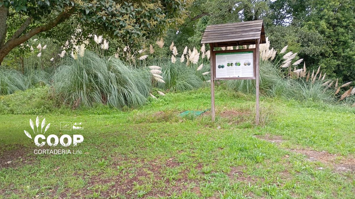 stopcortaderia's tweet image. 💪 ¿Quién reconoce esta zona?
¡Por aquí ha pasado una de las brigadas COOP ! 🙌
📸 Lo que antes era un espacio invadido por plumero, ahora empieza a recuperar su valor ecológico 💚
Gracias al esfuerzo constante de las brigadas COOP 🌿🌍
#Lifeprogramme