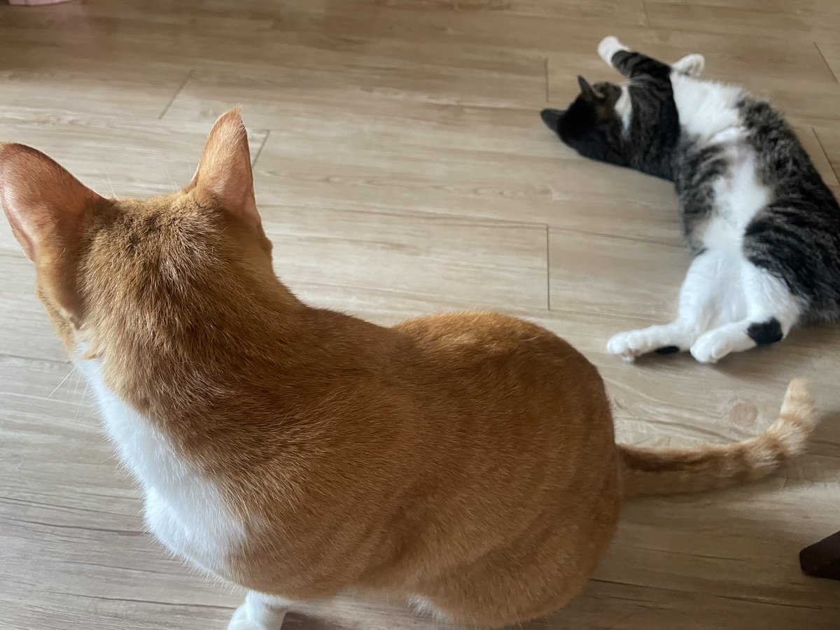 おにいちゃん遊んで♡

ねーねー遊んで遊んで〜♡

#おで部 #幸せのおで部の輪 #ねこ好き