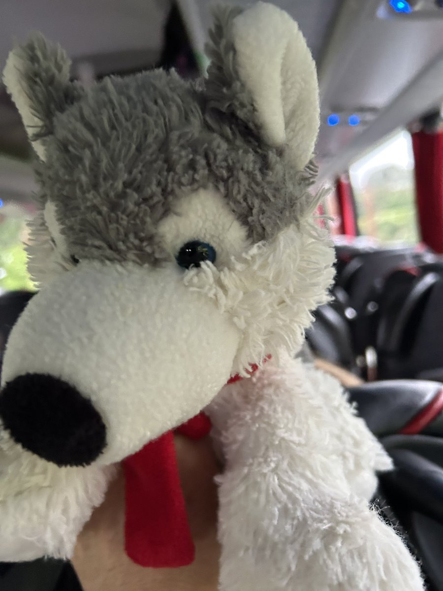 Wolves on tour #Whitby #residential