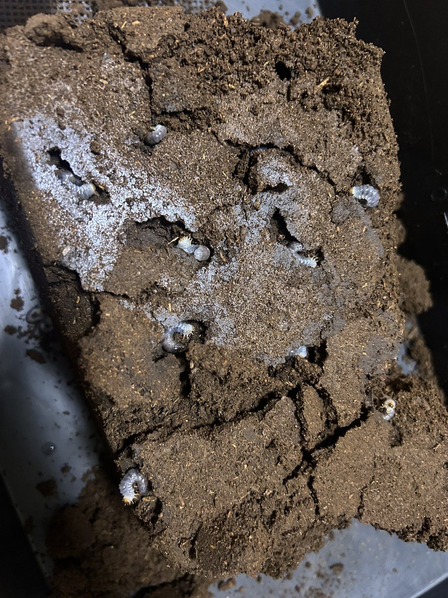 ななまる (@maruru_ny) / Posts / X