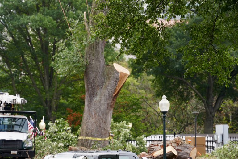 Those trees have likely been there since the birth of the nation. Now they’ve become a blood sacrifice for His Excellency’s new throne room.