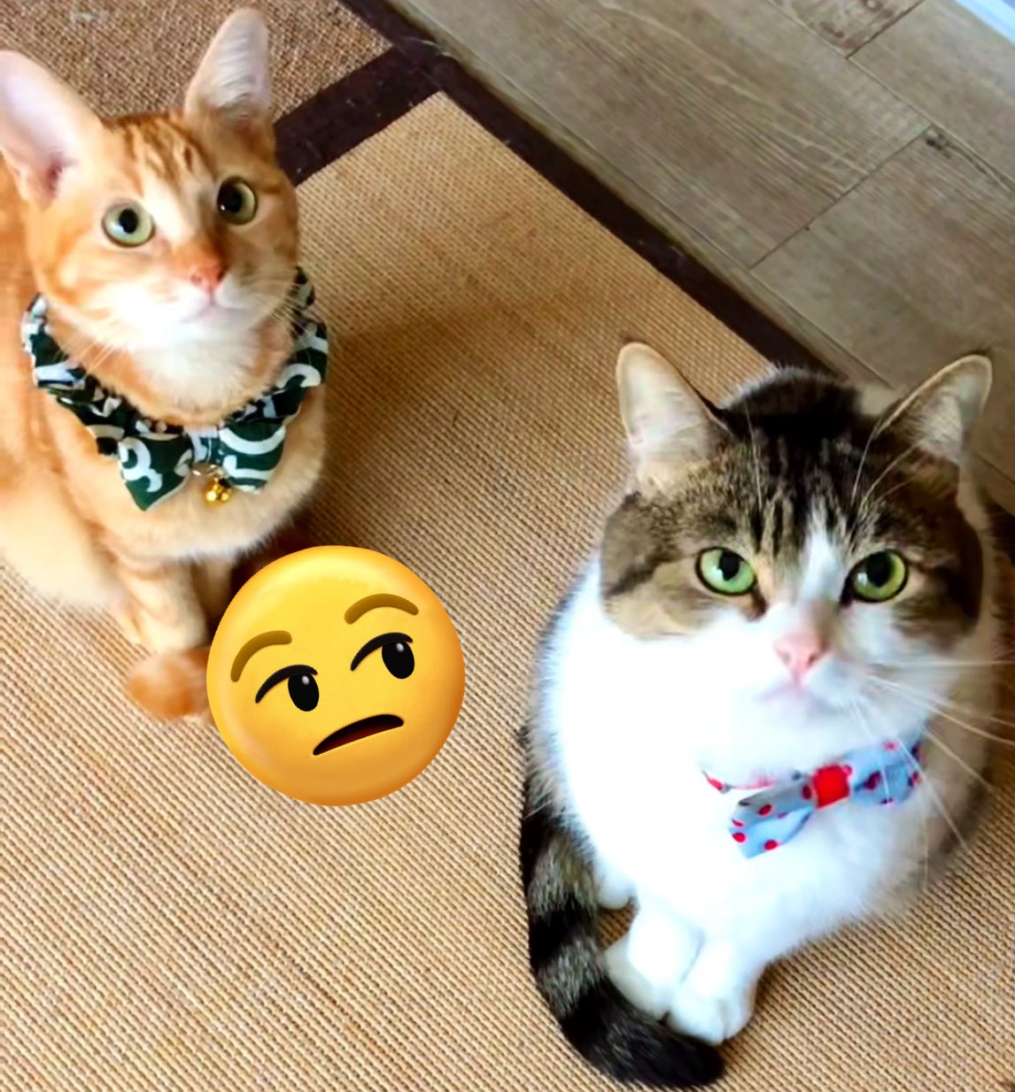 ニコちゃんとこたろう先生とトロとわさび姐さん on X: 