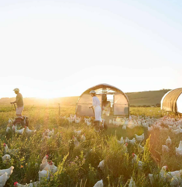 A lot happened in 1692, including the birthday of one of the founding members of the Stellenbosch Wine Routes. Happy 333rd birthday, today, <a href="/SpierWineFarm/">Spier Wine Farm</a>!