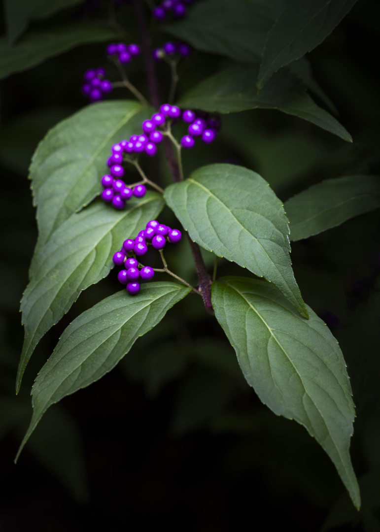 iPhotographyCo's tweet photo. This photo by Randy Wayman proves that a dark background + bold colour = instant impact 🌿💜
It’s a textbook example of contrast done right.
What’s your favourite way to make colours pop in your shots?
#iPhotography #PhotoTips #PhotoOfTheDay #ColourContrast https://t.co/i2RyXwiTcf