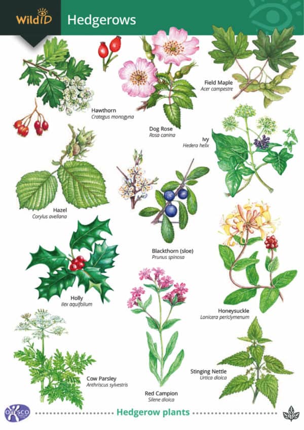 FarmlandBirds's tweet photo. September has brought autumn with it quickly and the hedges are full of berries. Do the hedges near you have any of these plants?

These guides are useful if you're wondering what is what.
https://t.co/eF9Rjj6a24 https://t.co/HcqpJWuZEY