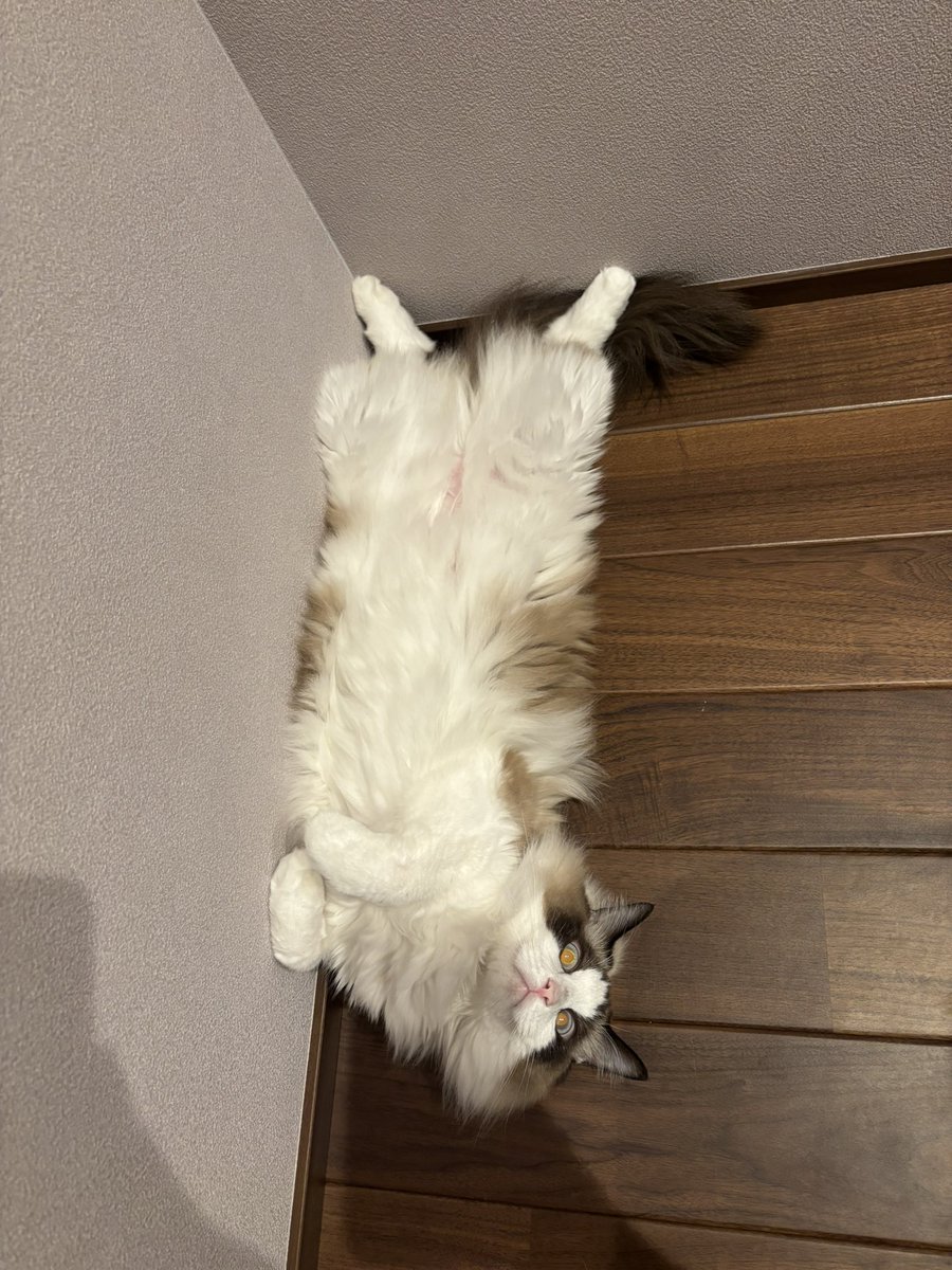 こんなに角にハマることある？😂
#猫のいる暮らし
#猫のいる幸せ
#ねこ