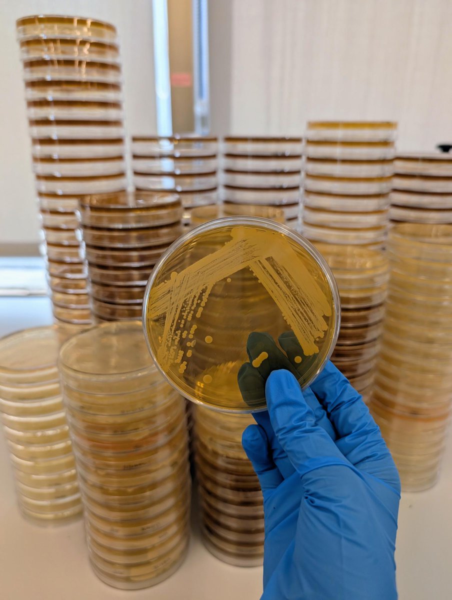 DarwinBioprosp's tweet image. @IntMicroDay 

On 17 September 1683, Antonie van Leeuwenhoek gave the world its very first glimpse of a single-celled organism — a discovery that forever changed science. Today, we celebrate microorganisms, the invisible allies that sustain life, ecosystems, and innovation.