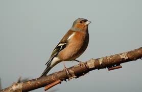 FarmlandBirds's tweet photo. while many birds migrate for the winter months, many farmland birds arrive or stay here all year round. 

What do they eat during the winter? How do they survive?

Are they endangered in Britain or are they thriving?
Find out more here:  https://t.co/kwOtHzkusC

#farmland #birds https://t.co/xNQEC3esEC