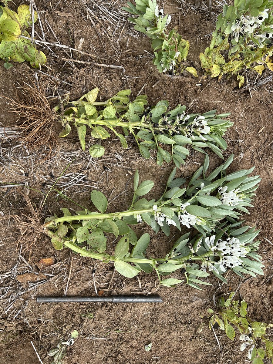 SouthernPulse tweet media