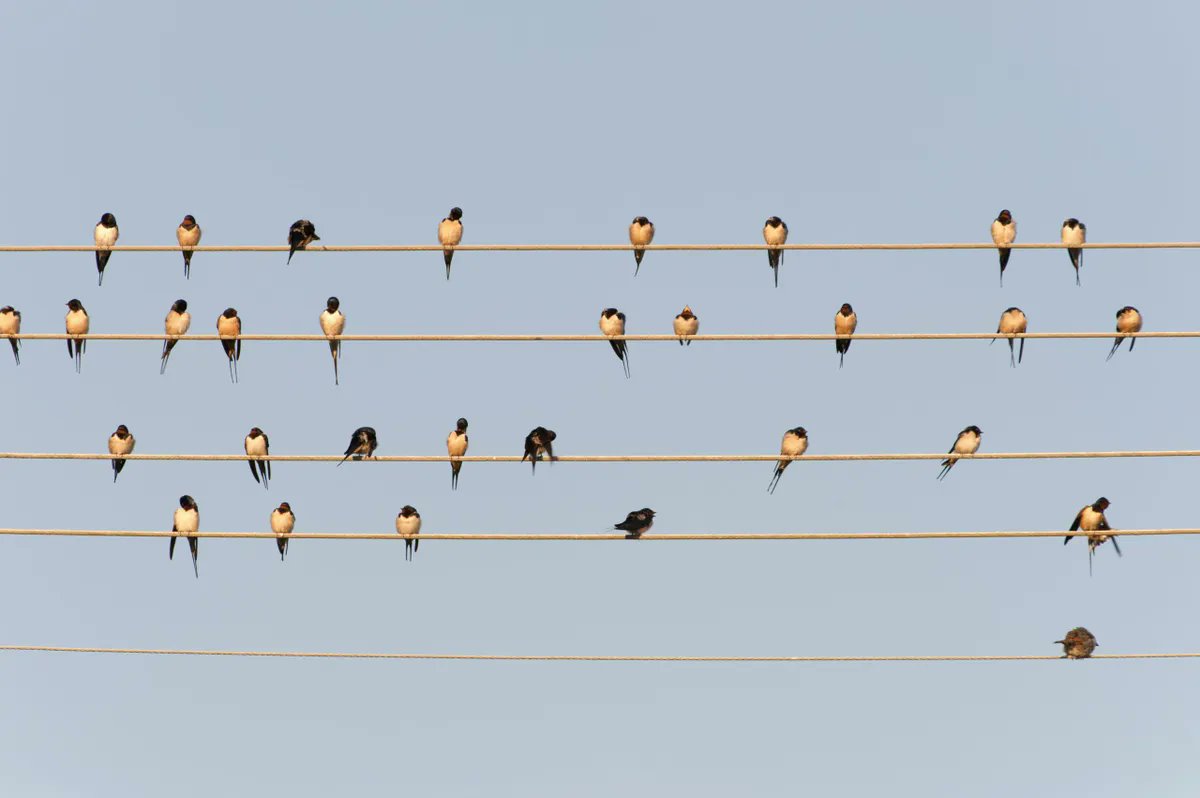 FarmlandBirds's tweet photo. who has seen swallows lining up? They tend to leave on their migration around mid September.... https://t.co/soZuG11G4C