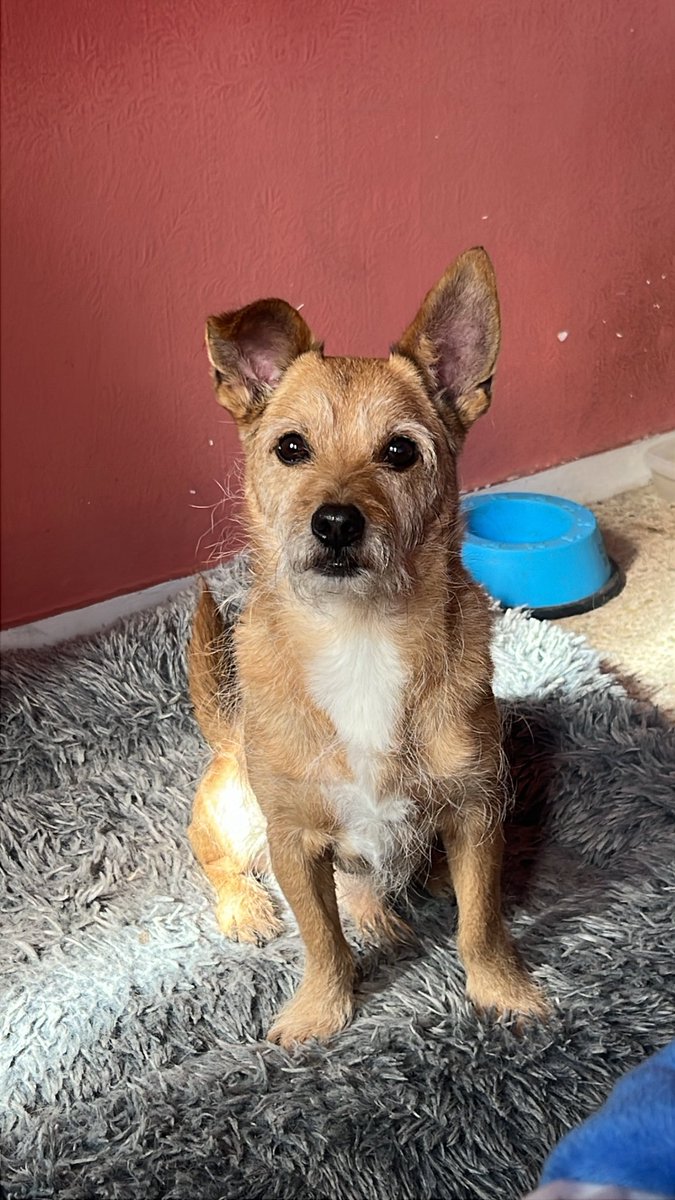 aroapeerez_'s tweet image. A veces me olvido de lo afortunada que soy de tenerte, eres lo más valioso que tengo en esta vida ❤️✨
#Brown #mascota #vida