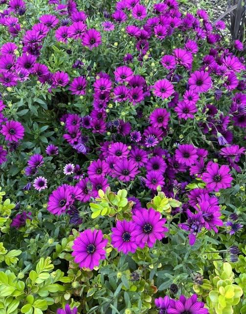 anna5254bell's tweet photo. 💜 https://t.co/2oQXbLvtlA