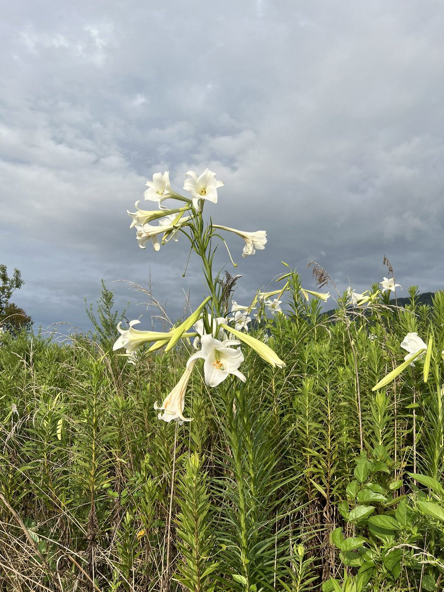 私事
9月12日母が104歳で父の待つ天国に行きました。
長い間逢えなかった、父に逢えたのでしょう、穏やかな、何処か微笑んでいる様な。
女手一つで三人の子供を育てた強い人でした。
多分に怖い所もありましたが！
長い間お疲れ様と、そして父と楽しくと祈っています。