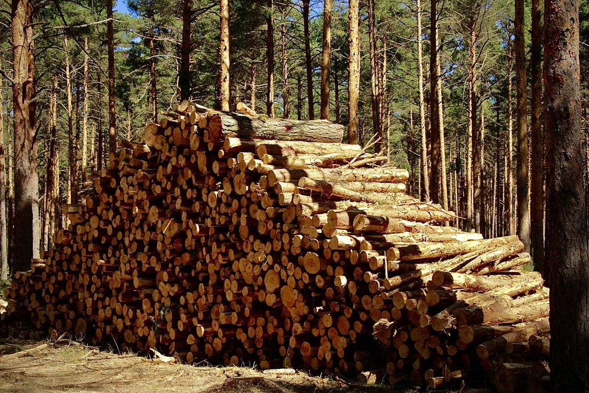 Autocargadora y procesadora John Deere trabajando en aclareo en pinar con sylvestris, nigra y pinaster.