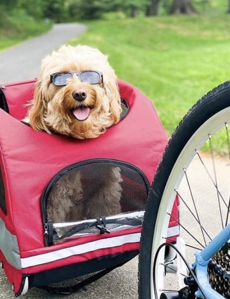 Courir ou se la couler douce pendant que d'autres pédalent ? 🤔 🚲 
Meritthemini a choisi... 😅 
➡️ tinyurl.com/ynh2epcm #PetSafeChien #PetSafeVélo #PetSafebalade
