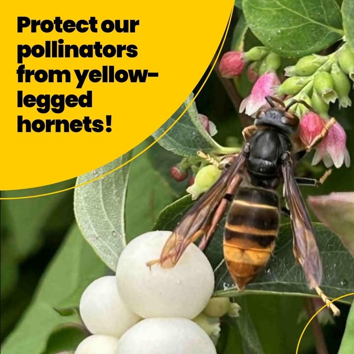 APHAgovuk's tweet image. #YellowLeggedAsianHornet!
 
These pests are predators of #honeybees and cause significant losses to bee colonies and other native insects. 

Find out more info &amp;amp; see how you can help APHA tackle the problem at: aphascience.blog.gov.uk/2025/09/01/tra… 

#aphascience #beehealth #YellowLeggedHornet