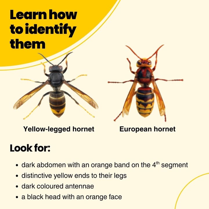 APHAgovuk's tweet image. #YellowLeggedAsianHornet!
 
These pests are predators of #honeybees and cause significant losses to bee colonies and other native insects. 

Find out more info &amp;amp; see how you can help APHA tackle the problem at: aphascience.blog.gov.uk/2025/09/01/tra… 

#aphascience #beehealth #YellowLeggedHornet