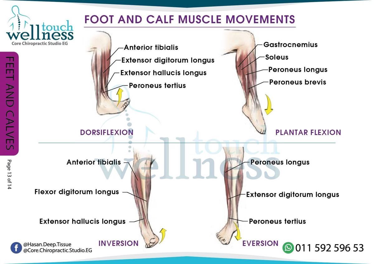 sara313y's tweet photo. Lower limb muscles and their actions: https://t.co/xvXxztWtEd