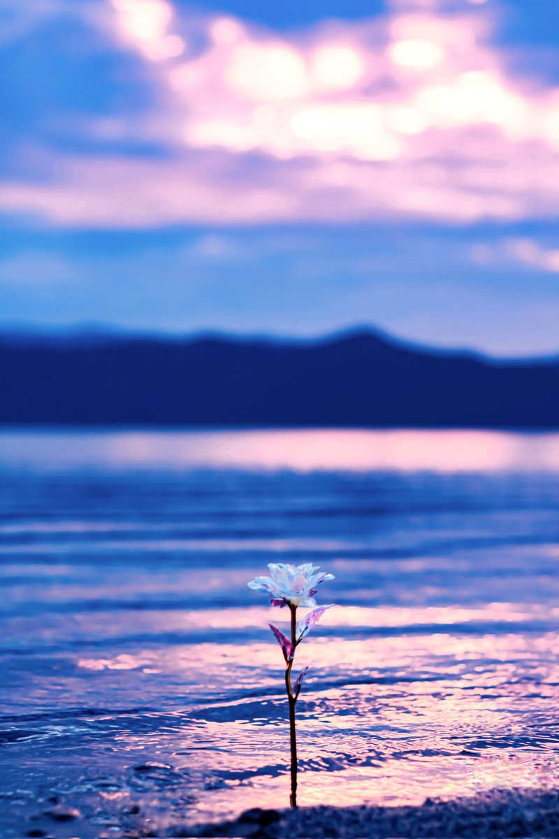 ann_photo05's tweet image. 愛しさで溢れるように。