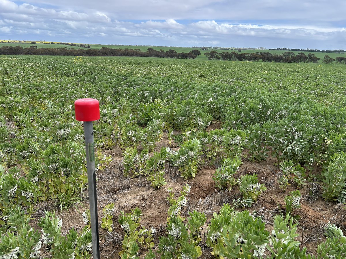 SouthernPulse tweet media