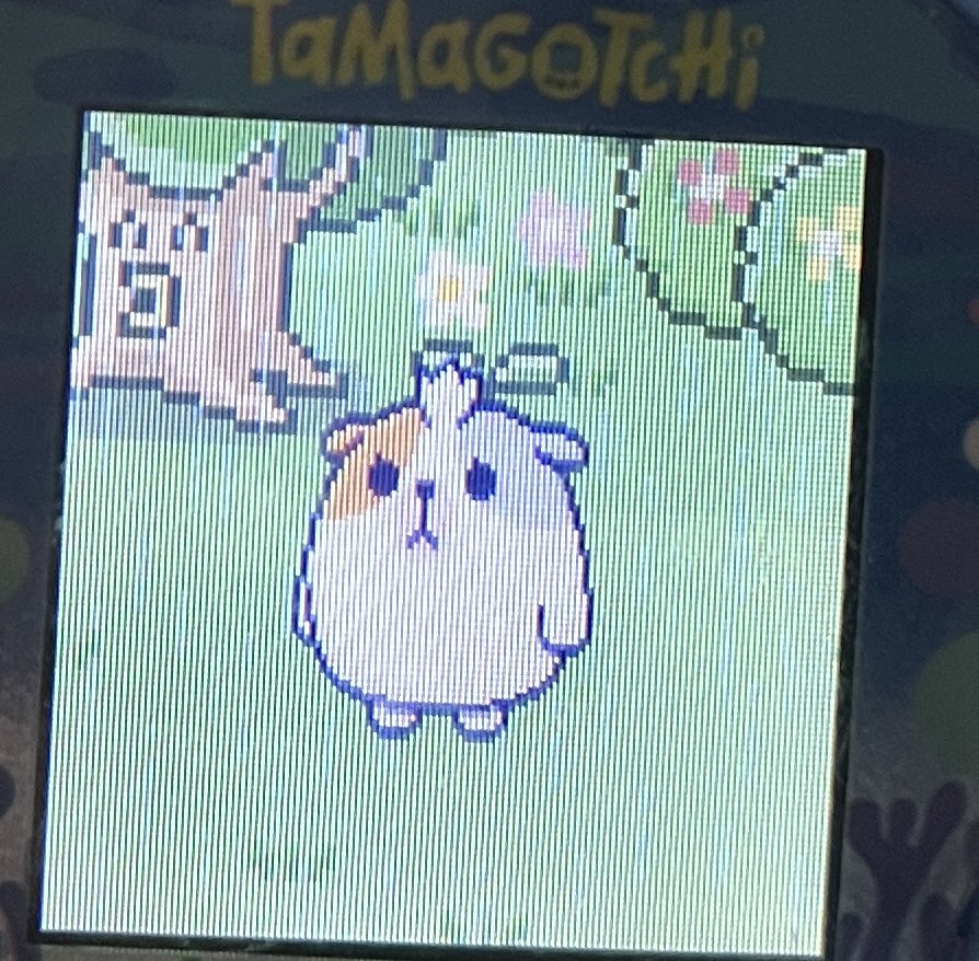 もるもっちかわいい🩷