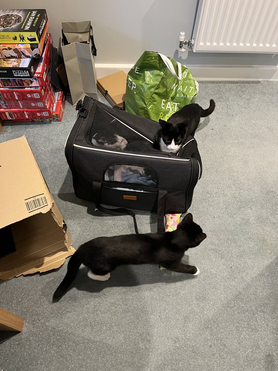 Jeff is at the vets, waiting for his gentleman operation. The girls gave him a good send off by jumping on his head #catsoftwitter