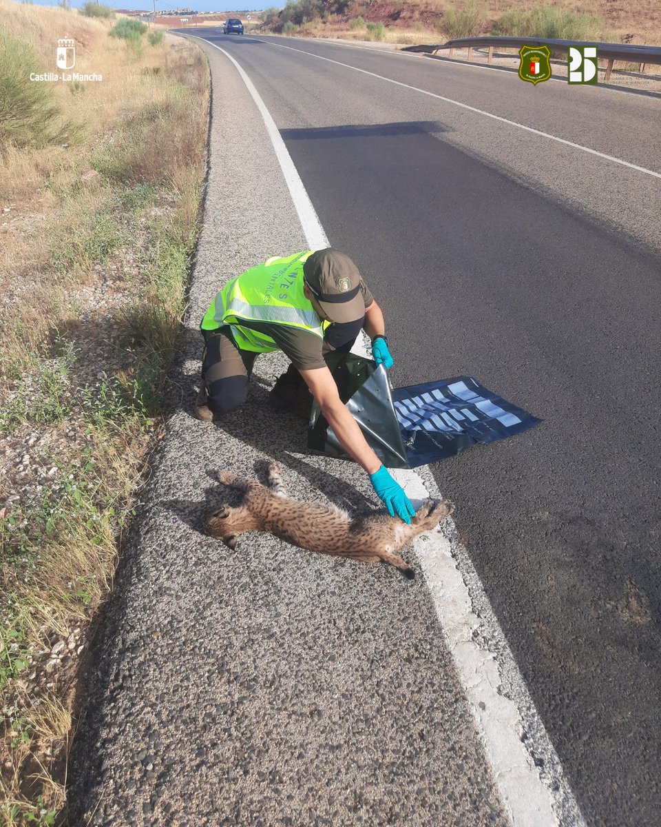 AAMM_JCCM's tweet photo. ➡️Un cachorro de #linceibérico atropellado en el Campo de Montiel 🐾
⚠️Estos meses son cruciales en su dispersión, y las carreteras representan una grave amenaza
👉Respetar los límites de velocidad es clave para proteger a la especie y a los conductores

#AgentesMedioambientales https://t.co/Fpg4d7ABU7